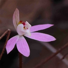 Caladenia fuscata at Gundaroo, NSW - 20 Sep 2024