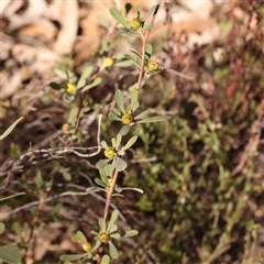 Hibbertia obtusifolia (Grey Guinea-flower) at Gundaroo, NSW - 20 Sep 2024 by ConBoekel