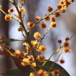 Acacia rubida at Gundaroo, NSW - 20 Sep 2024 11:30 AM