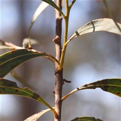 Acacia rubida at Gundaroo, NSW - 20 Sep 2024 11:30 AM