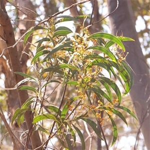 Acacia rubida at Gundaroo, NSW - 20 Sep 2024 11:30 AM