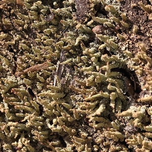 Cladonia sp. (genus) at Gundaroo, NSW - 20 Sep 2024 11:30 AM