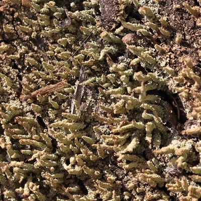 Cladonia sp. (genus) (Cup Lichen) at Gundaroo, NSW - 20 Sep 2024 by ConBoekel