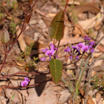 Hardenbergia violacea (False Sarsaparilla) at Gundaroo, NSW - 20 Sep 2024 by ConBoekel