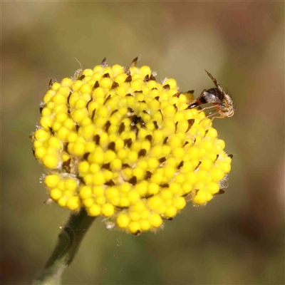 Craspedia variabilis (Common Billy Buttons) at Gundaroo, NSW - 20 Sep 2024 by ConBoekel