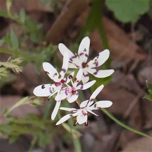 Wurmbea dioica subsp. dioica at Gundaroo, NSW - 20 Sep 2024 11:34 AM