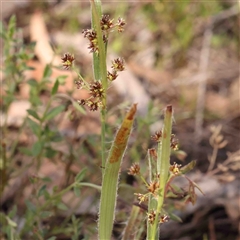 Luzula meridionalis (Common Woodrush) at Gundaroo, NSW - 20 Sep 2024 by ConBoekel