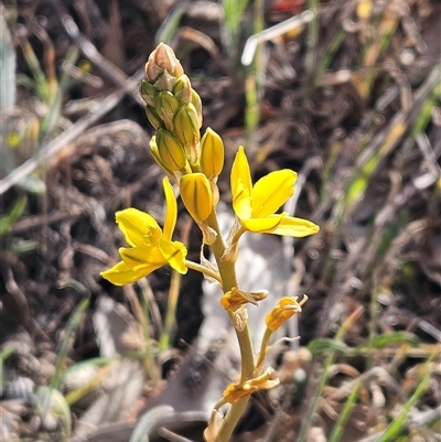 Bulbine bulbosa (Golden Lily, Bulbine Lily) at Weetangera, ACT - 21 Sep 2024 by sangio7