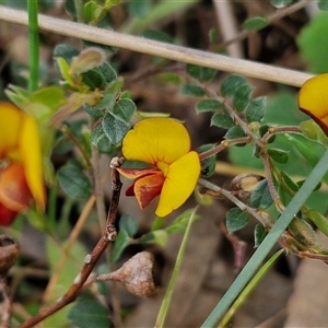 Bossiaea buxifolia at Boorowa, NSW - 21 Sep 2024