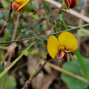 Bossiaea buxifolia at Boorowa, NSW - 21 Sep 2024 02:18 PM