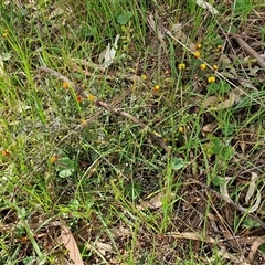 Bossiaea buxifolia at Boorowa, NSW - 21 Sep 2024 02:18 PM