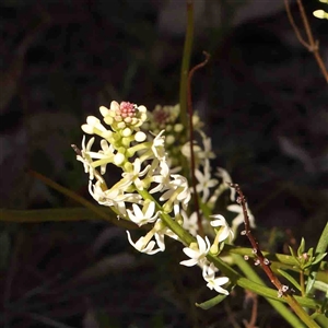 Stackhousia monogyna at Gundaroo, NSW - 20 Sep 2024 11:36 AM