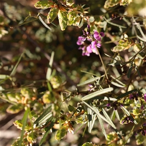 Glycine clandestina at Gundaroo, NSW - 20 Sep 2024