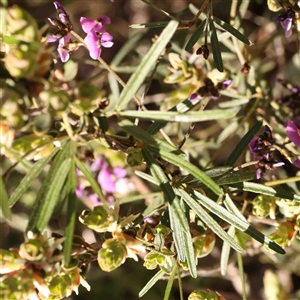 Glycine clandestina at Gundaroo, NSW - 20 Sep 2024