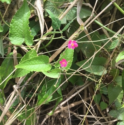 Antigonon leptopus (coral berry) at Portsmith, QLD - 21 Sep 2024 by JasonPStewartNMsnc2016