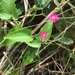 Antigonon leptopus at suppressed - 21 Sep 2024 11:18 AM
