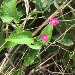 Antigonon leptopus at suppressed - 21 Sep 2024 11:18 AM