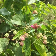 Antigonon leptopus at suppressed - 21 Sep 2024 11:18 AM