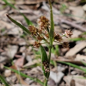 Luzula meridionalis at Boorowa, NSW - 21 Sep 2024