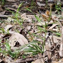 Luzula meridionalis at Boorowa, NSW - 21 Sep 2024