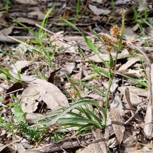 Luzula meridionalis at Boorowa, NSW - 21 Sep 2024