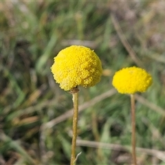 Craspedia variabilis (Common Billy Buttons) at Weetangera, ACT - 21 Sep 2024 by sangio7