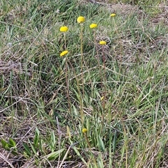 Craspedia variabilis at Weetangera, ACT - 21 Sep 2024