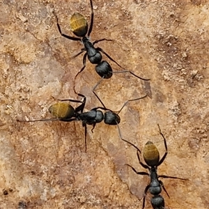 Camponotus aeneopilosus at Boorowa, NSW - 21 Sep 2024 01:45 PM