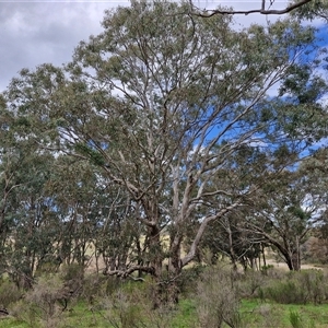 Eucalyptus melliodora at Boorowa, NSW - 21 Sep 2024