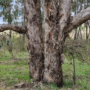 Eucalyptus melliodora at Boorowa, NSW - 21 Sep 2024