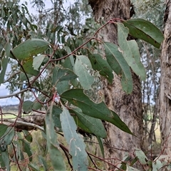 Eucalyptus melliodora at Boorowa, NSW - 21 Sep 2024