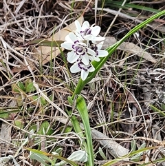 Wurmbea dioica subsp. dioica (Early Nancy) at Weetangera, ACT - 21 Sep 2024 by sangio7