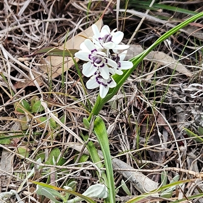 Wurmbea dioica subsp. dioica (Early Nancy) at Weetangera, ACT - 21 Sep 2024 by sangio7