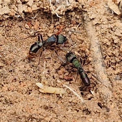 Rhytidoponera metallica (Greenhead ant) at Boorowa, NSW - 21 Sep 2024 by trevorpreston