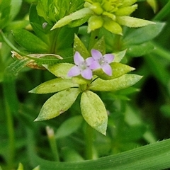 Sherardia arvensis (Field Madder) at Boorowa, NSW - 21 Sep 2024 by trevorpreston