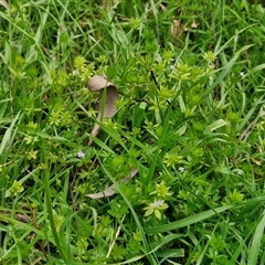 Sherardia arvensis at Boorowa, NSW - 21 Sep 2024 01:35 PM