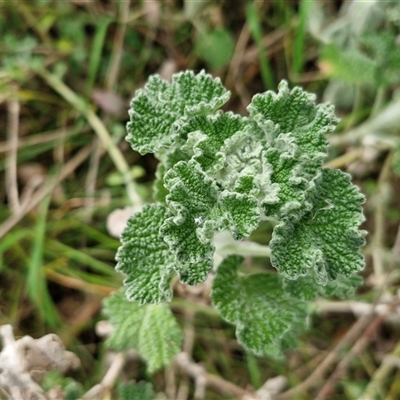 Marrubium vulgare (Horehound) at Boorowa, NSW - 21 Sep 2024 by trevorpreston