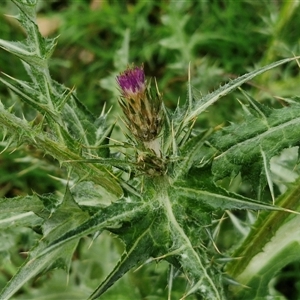 Carduus pycnocephalus at Boorowa, NSW - 21 Sep 2024