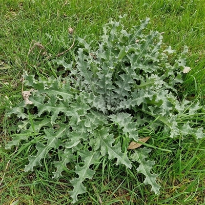 Onopordum acanthium (Scotch Thistle) at Boorowa, NSW - 21 Sep 2024 by trevorpreston