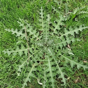 Onopordum acanthium at Boorowa, NSW - 21 Sep 2024