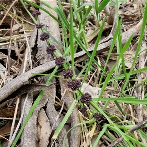 Lomandra multiflora at Boorowa, NSW - 21 Sep 2024