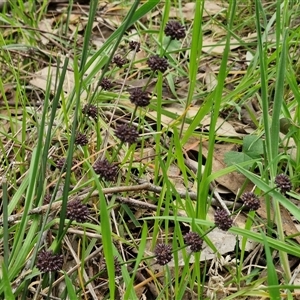 Lomandra multiflora at Boorowa, NSW - 21 Sep 2024