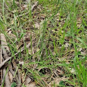 Lomandra multiflora at Boorowa, NSW - 21 Sep 2024