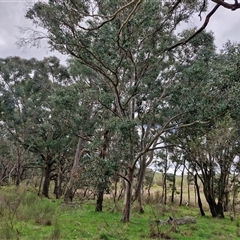 Eucalyptus blakelyi (Blakely's Red Gum) at Boorowa, NSW - 21 Sep 2024 by trevorpreston