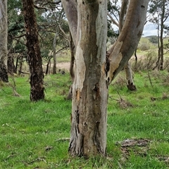 Eucalyptus blakelyi at Boorowa, NSW - 21 Sep 2024 01:26 PM