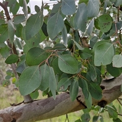 Eucalyptus blakelyi at Boorowa, NSW - 21 Sep 2024 01:26 PM