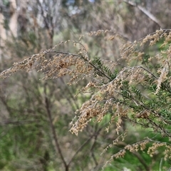 Cassinia sifton (Sifton Bush, Chinese Shrub) at Boorowa, NSW - 21 Sep 2024 by trevorpreston