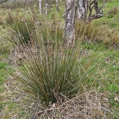 Juncus (genus) (A Rush) at Boorowa, NSW - 21 Sep 2024 by trevorpreston
