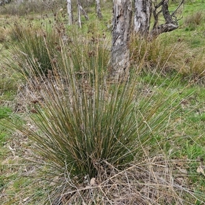 Juncus sp. at Boorowa, NSW - 21 Sep 2024 01:23 PM