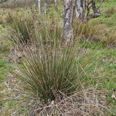 Juncus (genus) (A Rush) at Boorowa, NSW - 21 Sep 2024 by trevorpreston